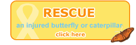 Rescue an Injured Butterfly or Caterpillar
